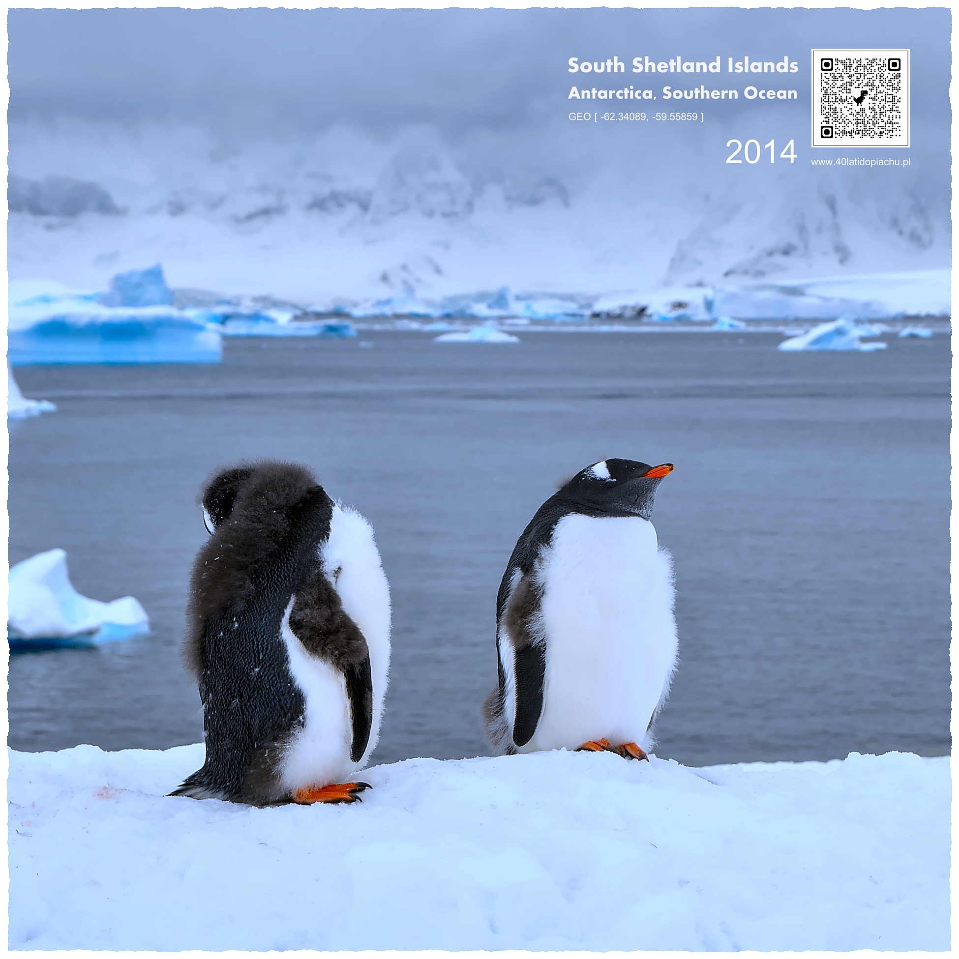 Antarktyda - pingwiny na Szetlandy Południowe