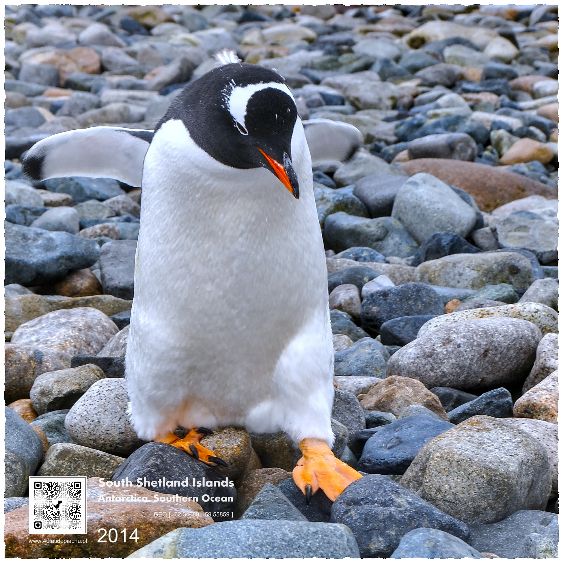 Antarktyda - pingwiny na Szetlandy Południowe