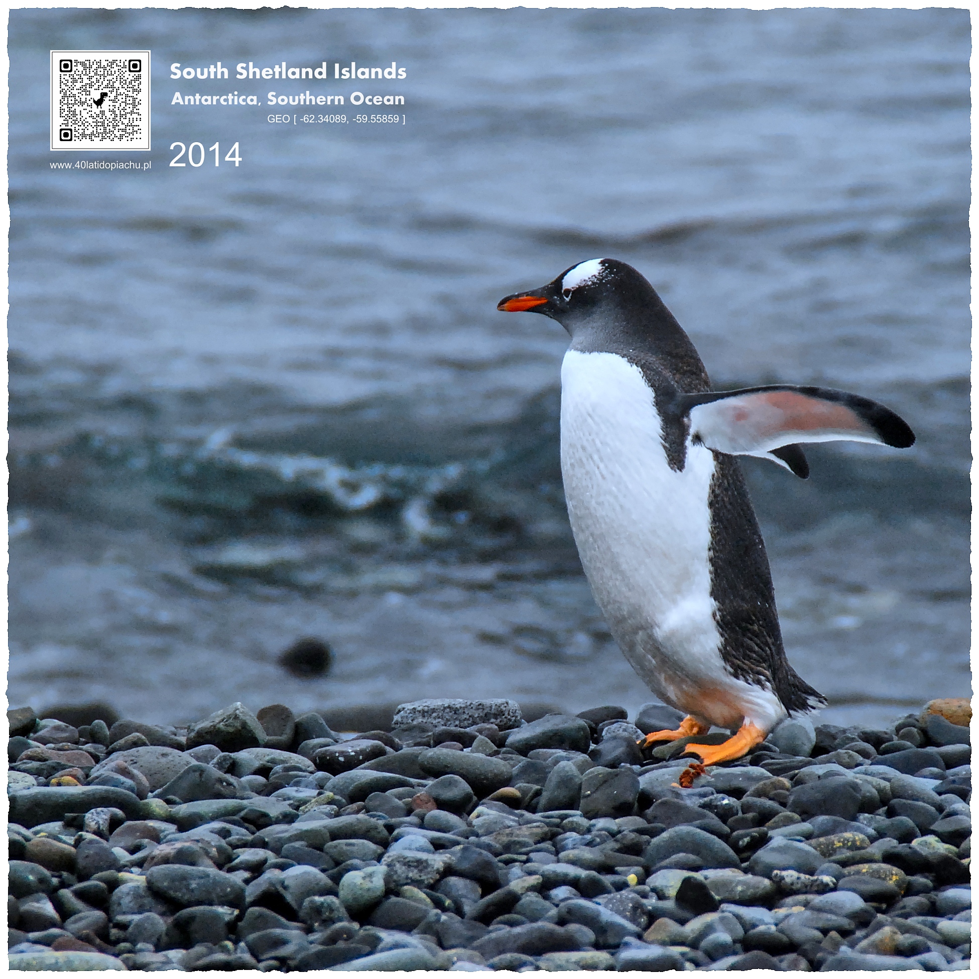 Antarktyda: pingwin