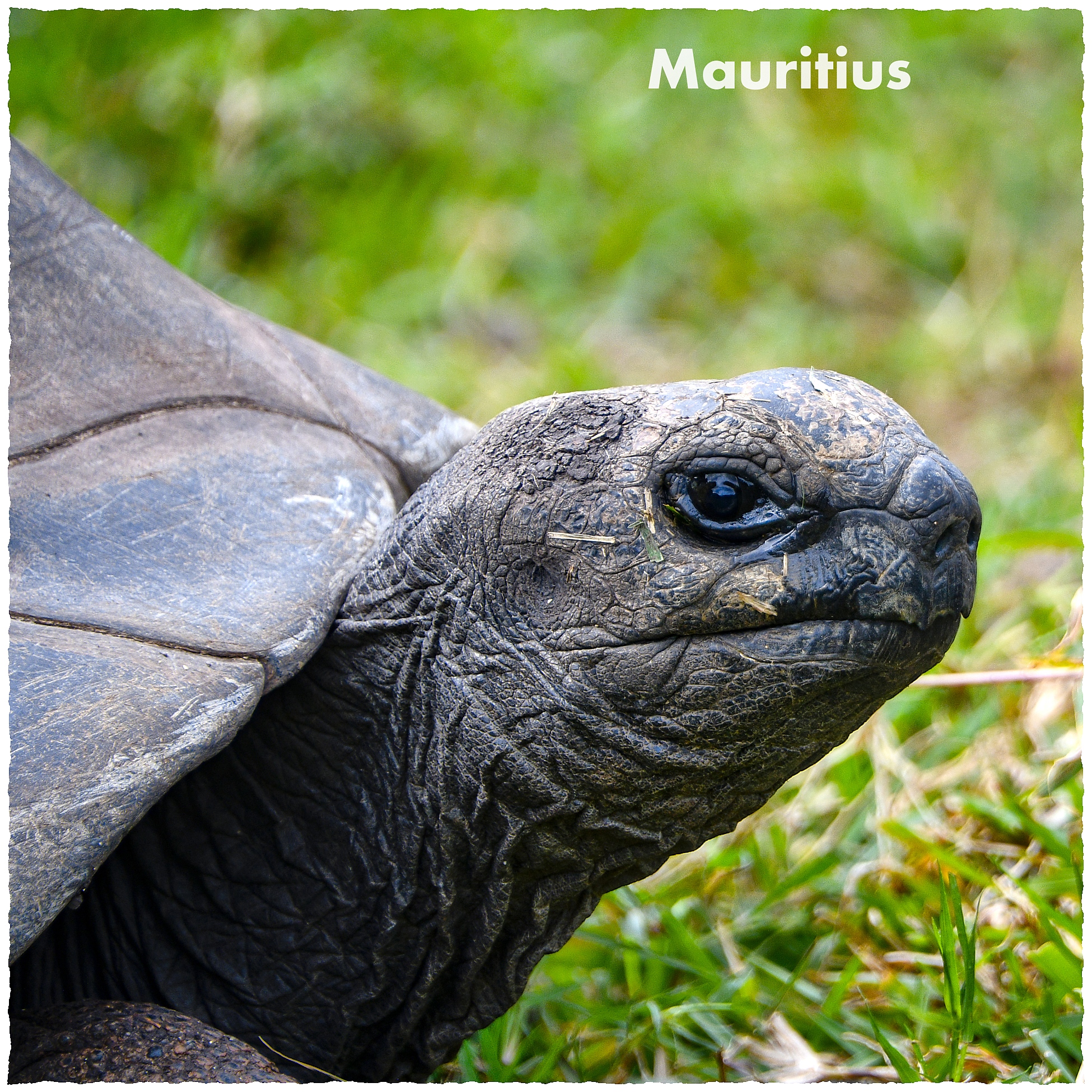 Mauritius - żółwie