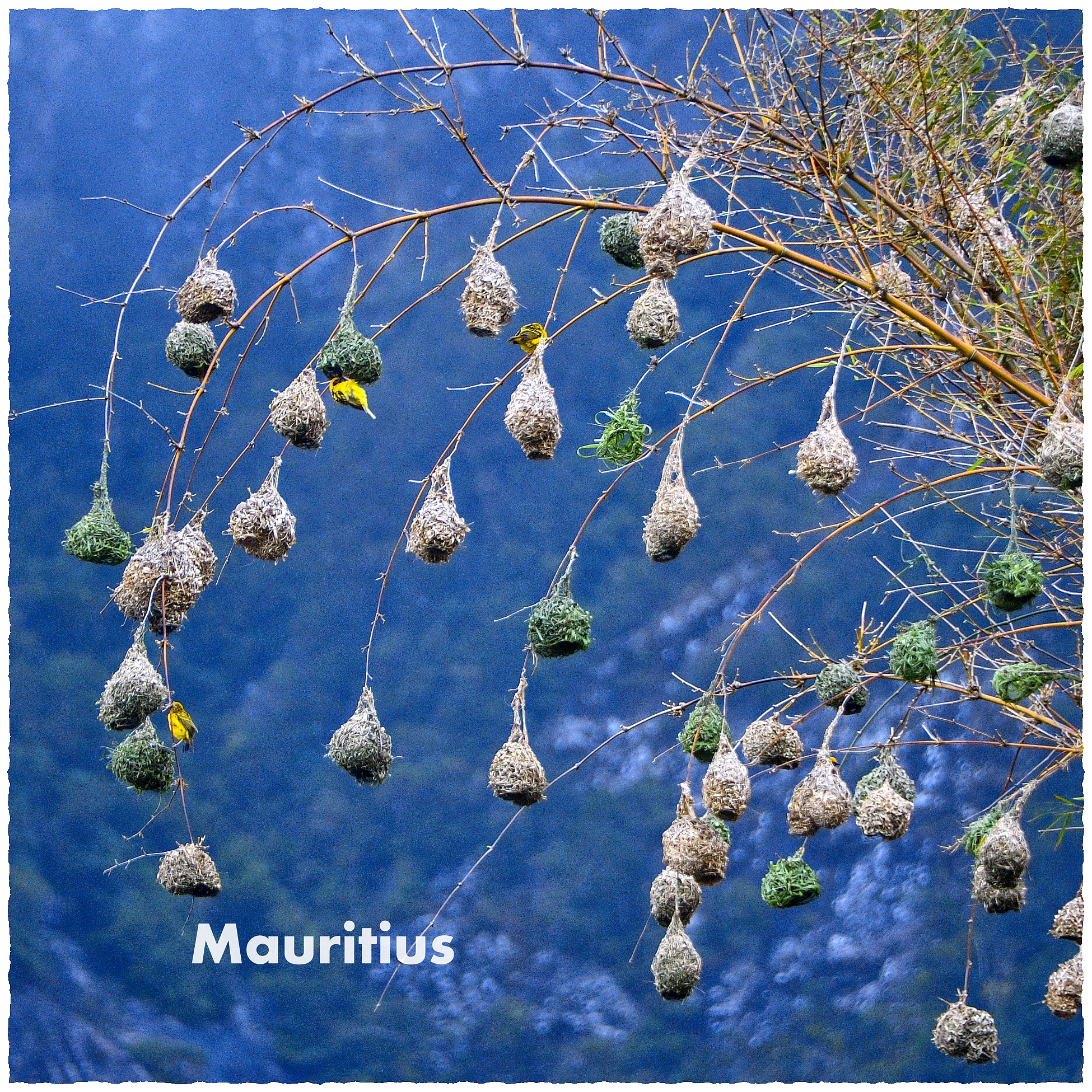 Mauritius - ptaki