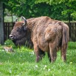 Żubr, Białowieża