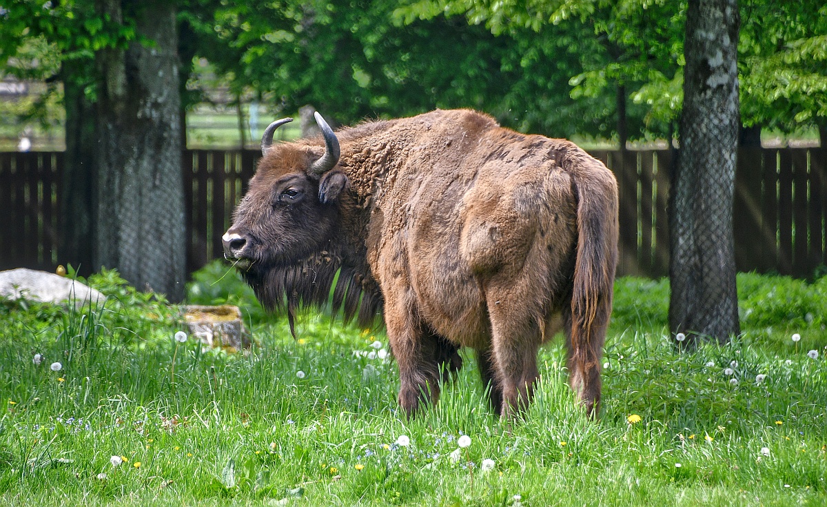 Żubr, Białowieża
