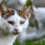 Albania, Kelcyra kot