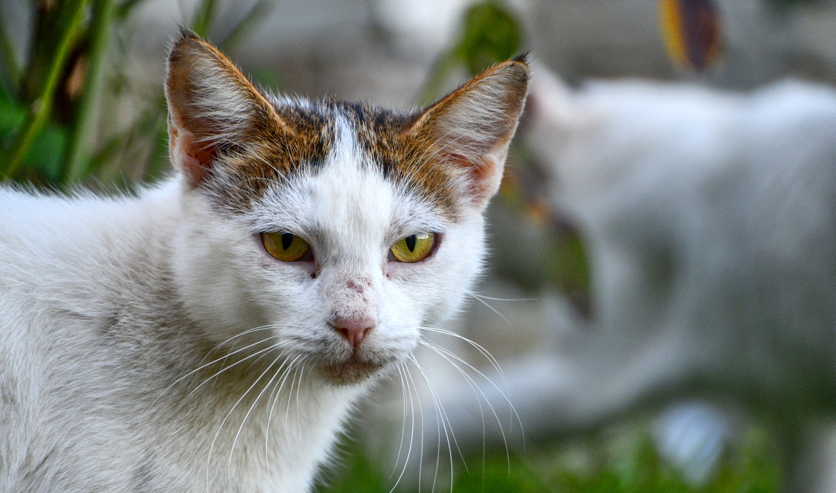 Albania, Kelcyra kot