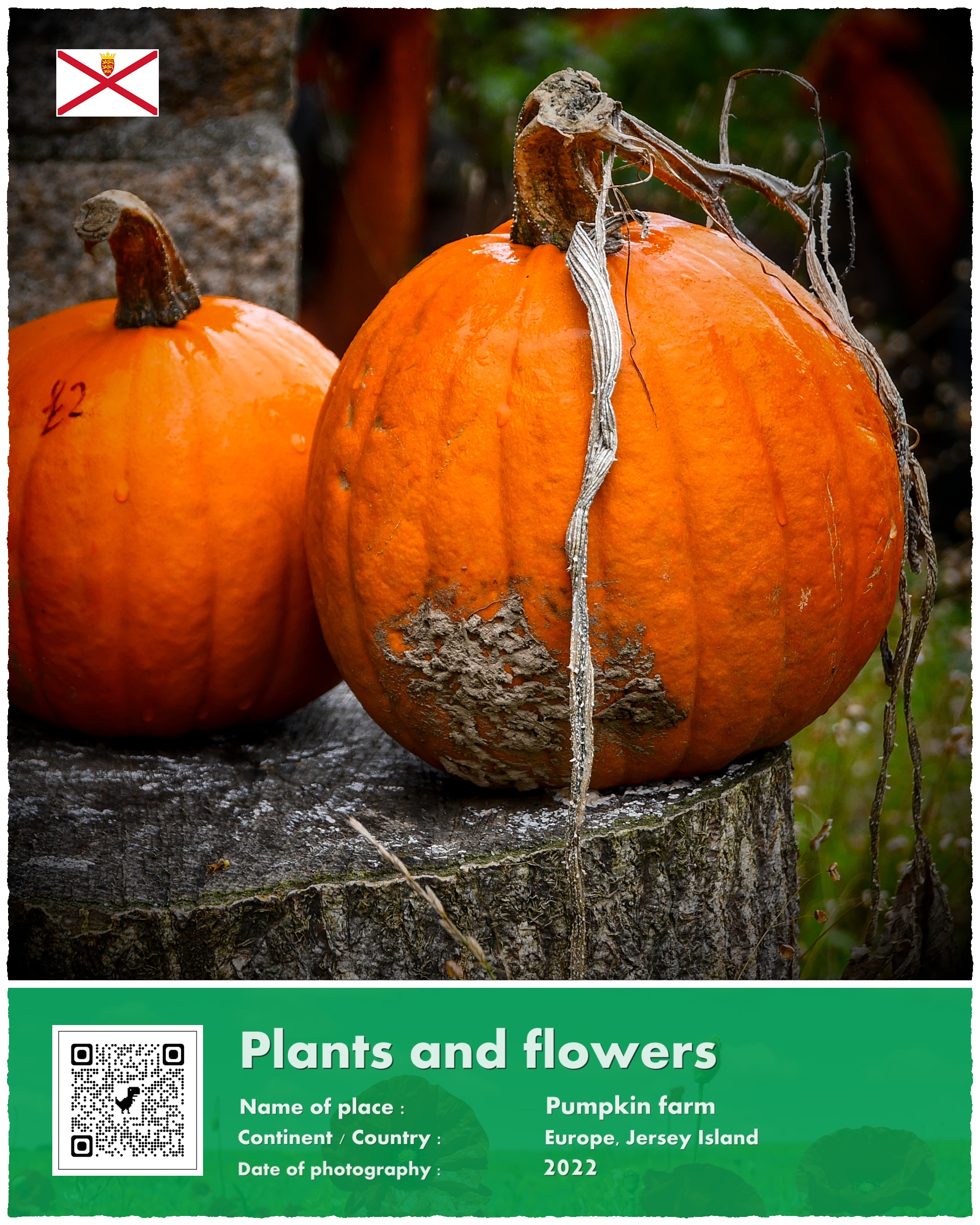 Wyspa Jersey, dyniowa farma