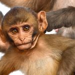 Katmandu, Świątynia Małp