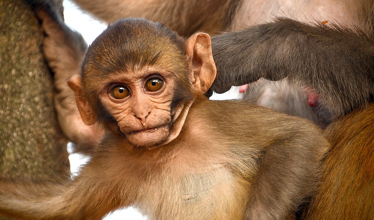 Katmandu, Świątynia Małp