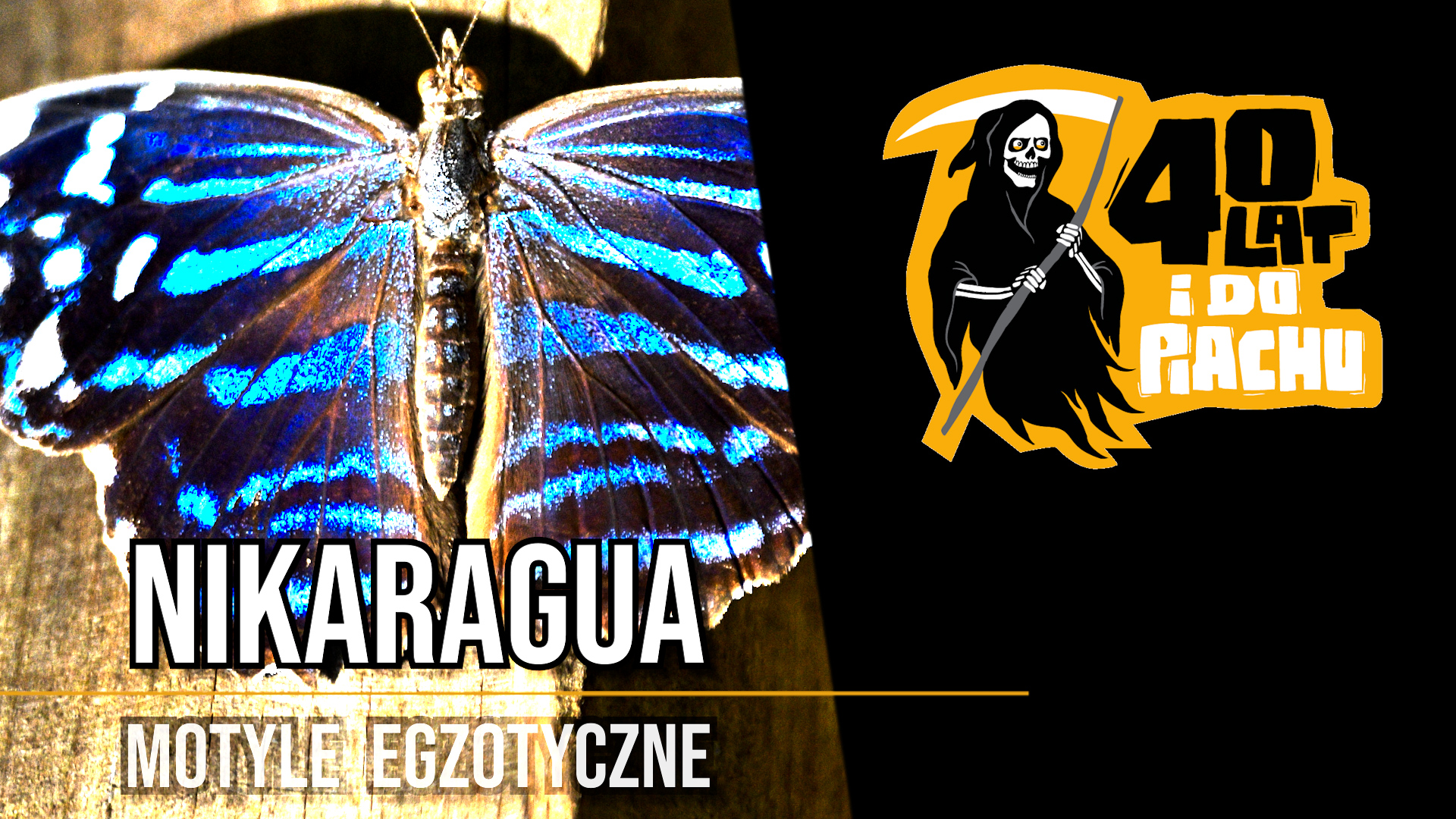 Farma egzotycznych motyli