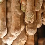 Włochy, Grotte di Toirano