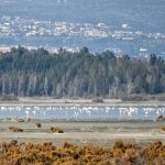 Słone jezioro Akrotiri, flamingi