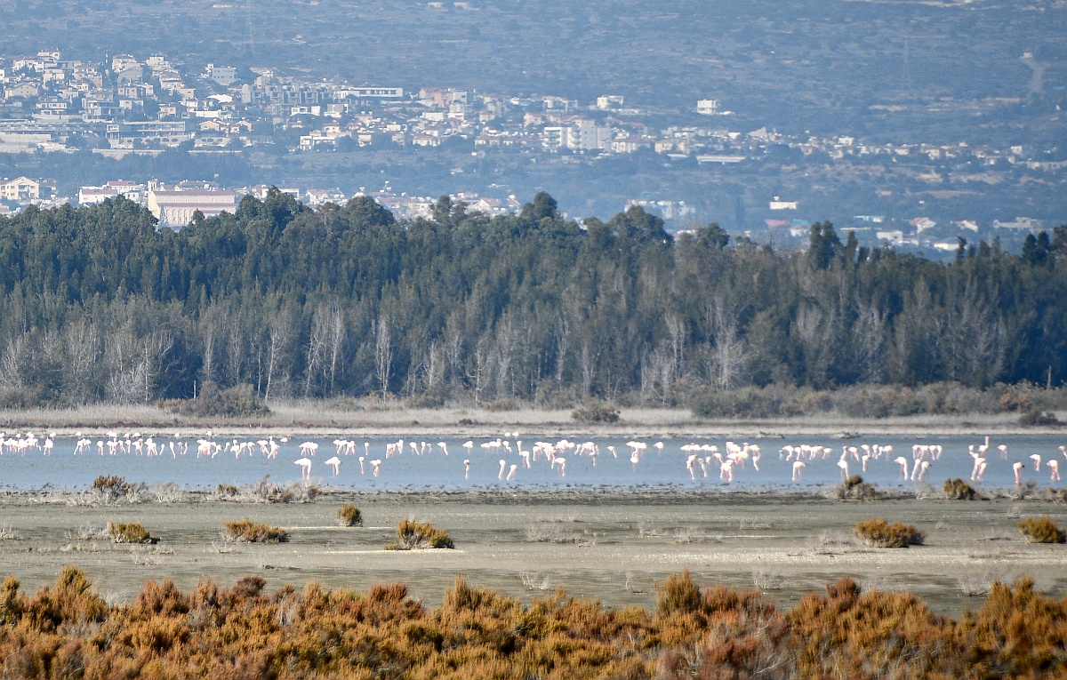 Słone jezioro Akrotiri, flamingi