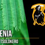 Święty Las Kaya Tsolokero